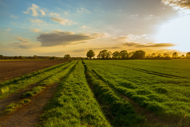 golden sunset at the field - Foto, Bild