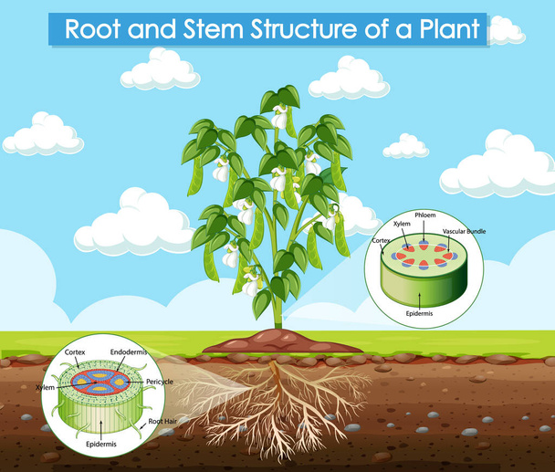 Abbildung der Wurzel- und Stammstruktur einer Pflanze - Vektor, Bild