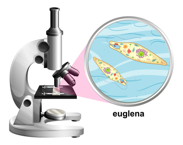 Microscoop met anatomie structuur van Euglena op witte achtergrond illustratie - Vector, afbeelding