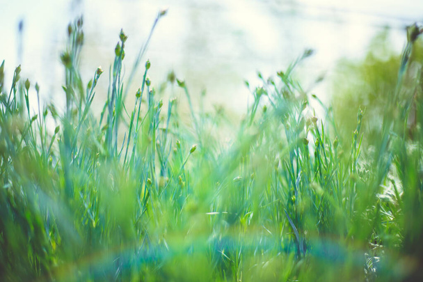 The sun's rays fall on the lush green grass. Natural texture and background. - Fotó, kép