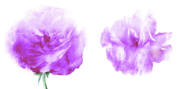 Watercolor flowers , isolated on white background - Foto, Imagen