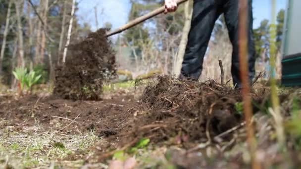 Kaivaa kevätmaata haarukalla. Lähikuva kaivaa keväällä maaperän lapio valmistelee sitä uuteen kylvökauteen.Kova työskentely puutarhassa - Materiaali, video