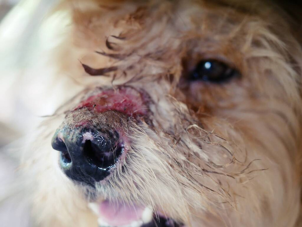 Der Hund hat eitrige Narben auf der Nase. - Foto, Bild