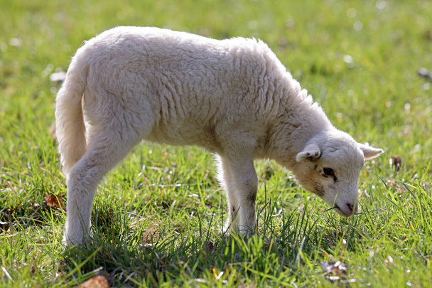 牧場の子羊子羊 - 写真・画像