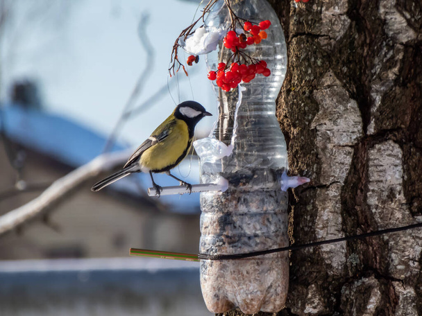 Great tit (Parus major) visiting bird feeder made from reused plastic bottle full with grains and sunflower seeds in a winter day. DIY feeder made from bottle, pencils, hot glue hanging in the tree - Zdjęcie, obraz
