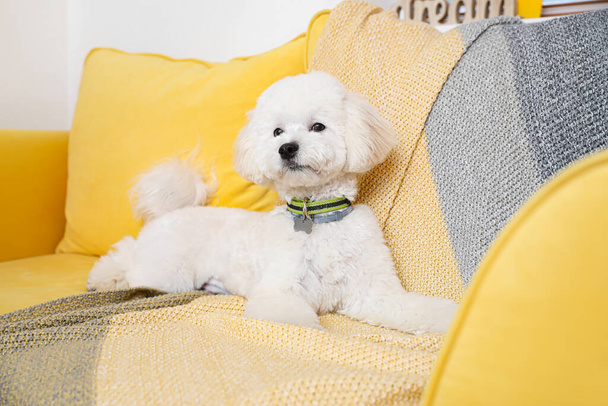 Симпатичная маленькая собачка на стильном кресле в комнате - Фото, изображение