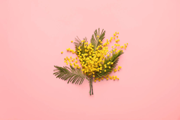 Beautiful blooming mimosa branches on color background - 写真・画像