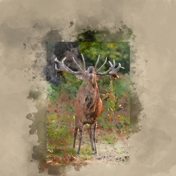 Pittura ad acquerello del maestoso cervo Cervo Elafo nel paesaggio forestale durante la stagione autunnale - Foto, immagini