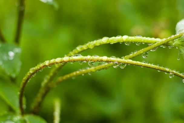 雨が植物に降り、マクロとドロップのクローズアップ、雨の天気 - 写真・画像