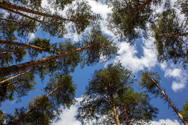 Crowns of trees overhead. Branches of pine trees overhead against the blue sky. - Фото, изображение