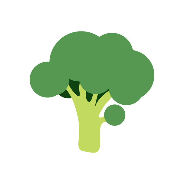 Green broccoli on white background - Vector, Image