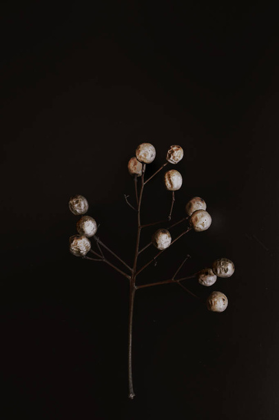 интересные оригинальные экзотические семена осенних деревьев на темном фоне - Фото, изображение
