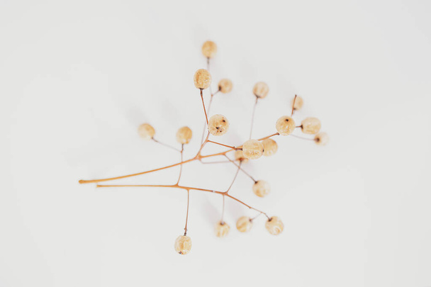 interesting original exotic autumn tree seeds on a light background - Фото, изображение