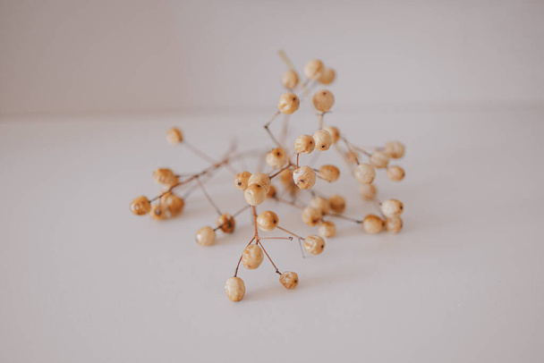 interesting original exotic autumn tree seeds on a light background - Фото, зображення