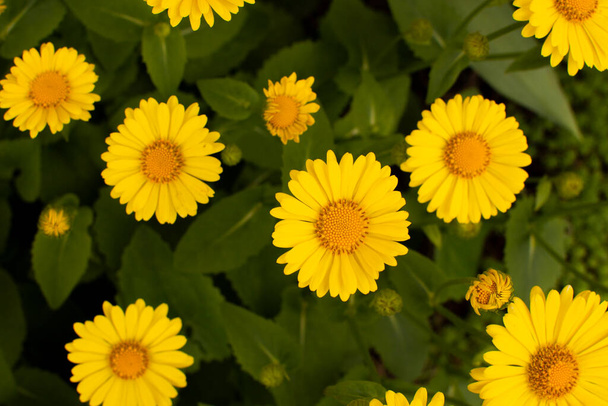 Yellow daisy doronicum asteraceae close-up flower in the spring garden background - Photo, Image