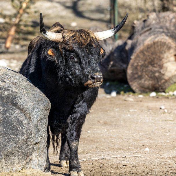 Heck-Rinder, Bos primigenius taurus, behaupteten, den ausgestorbenen Auerochsen zu ähneln. In einem deutschen Park gesehen - Foto, Bild