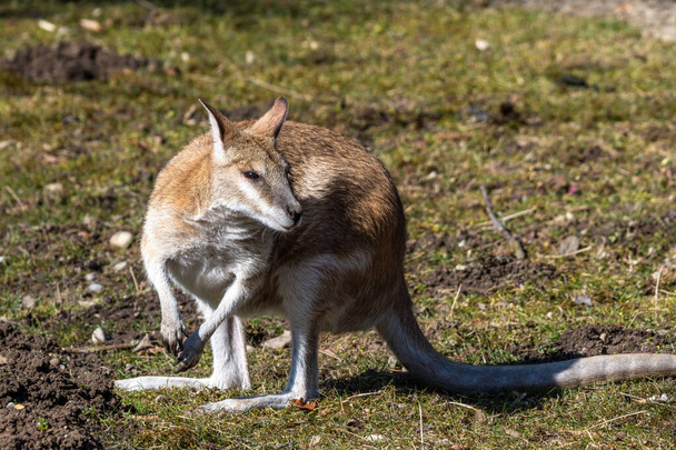 Агресивні волабі (Macropus agilis), також відомі як піщані волабі (англ. Sandandy wallaby) - вид валлабі, що мешкають на півночі Австралії та в Новій Гвінеї.. - Фото, зображення