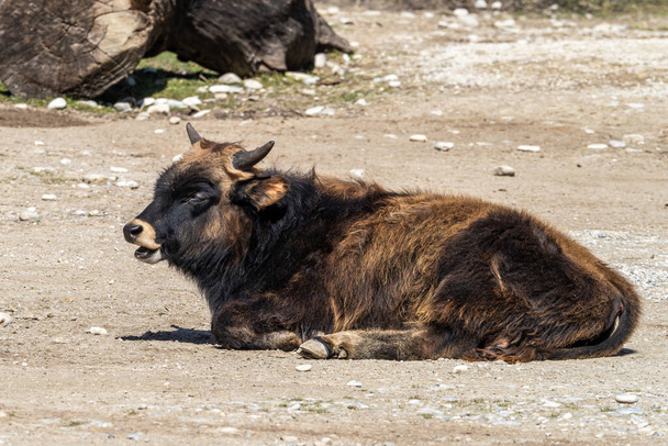 El bovino de Heck, Bos primigenius taurus, afirmó parecerse a los auroquios extintos. Visto en un parque alemán - Foto, Imagen