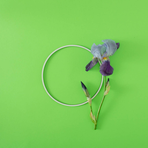 frisse paarse irisbloemen en wit frame met kopieerruimte op felgroene achtergrond. minimale luxe zomerkunst. minimale vlakke lay. - Foto, afbeelding