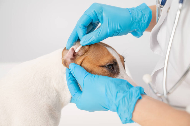 Vet cleans ears with a cotton swab to dog jack russell terrier on a white background. - Fotoğraf, Görsel