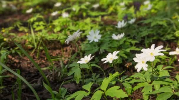White flowers anemones in spring wood - 映像、動画
