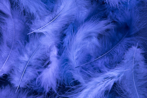 Feathers of delicate purple shades. Background, texture. Abstract and stylish background. Smooth lines and texture of feather, fluff - Foto, Bild