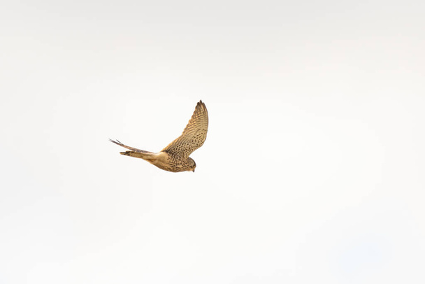 Acercamiento del cernícalo - ave de presa - revoloteando en el cielo, cazando presas - Foto, imagen