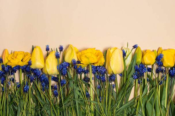 Bézs banner pasztell árnyalatú sárga tulipánnal, szöveges üdvözlőkártyával március 8-tól, tanári nap, tavaszi ajánlat eladó. - Fotó, kép