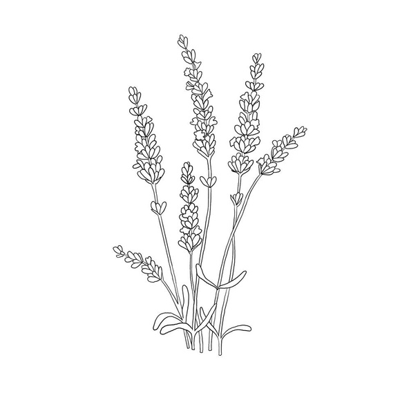 Lavender sketch. Illustration of black contour flowers. Spring plants - Fotografie, Obrázek