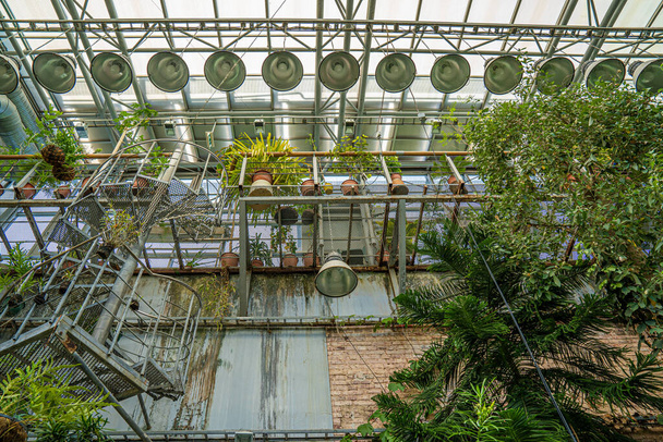 Greenhouse interior, metal frame glass ceiling and tropical plants - Foto, Imagem