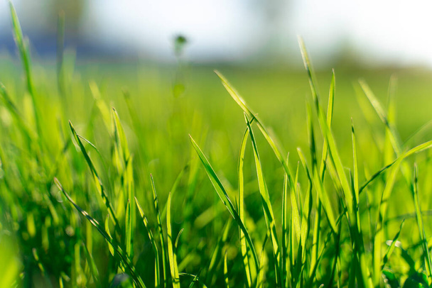 緑の最初の新鮮な草のクローズアップぼやけた背景に。要約 - 写真・画像