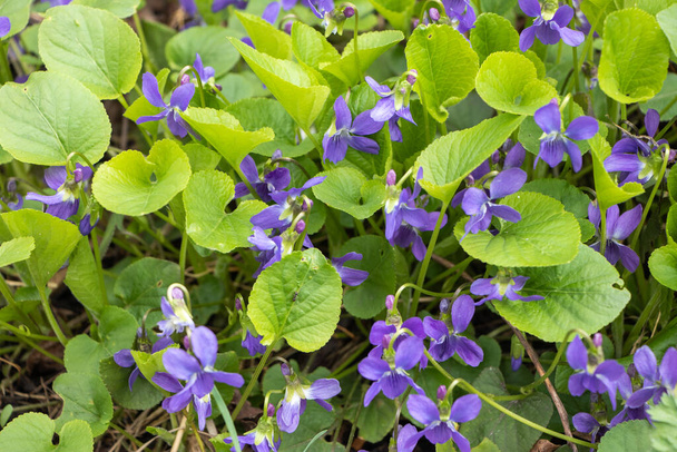 Wood violet Viola odorata. wild violet. - Photo, Image