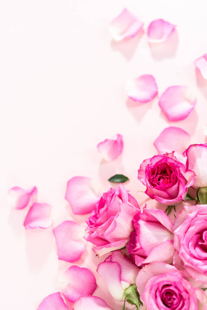 Leżeć płasko. Różowe róże i płatki róż na różowym tle. - Zdjęcie, obraz