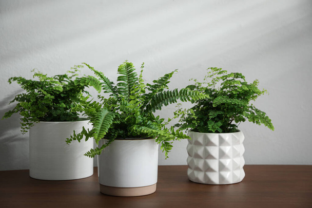 Beautiful fresh potted ferns on wooden table - Fotó, kép