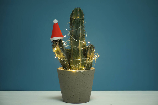 Cactus decorated with glowing fairy lights and santa hat on white table against blue background - Photo, image