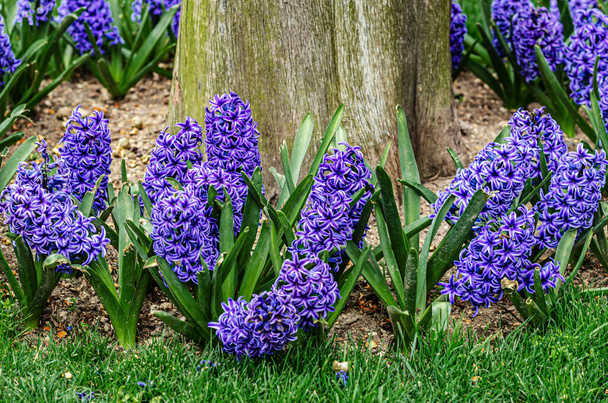 Gran macizo de flores de geocintos azules florecientes - Foto, Imagen