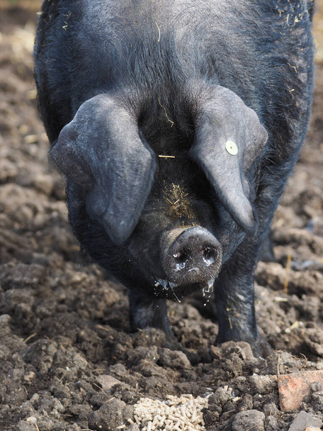 Un disparo en la cabeza de una raza rara Suffolk Black pig - Foto, Imagen