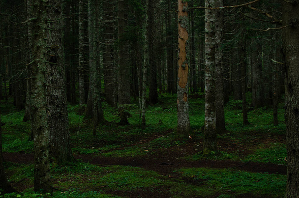 Düsterer, dunkler Kiefernwald mit grünem Gras - Foto, Bild