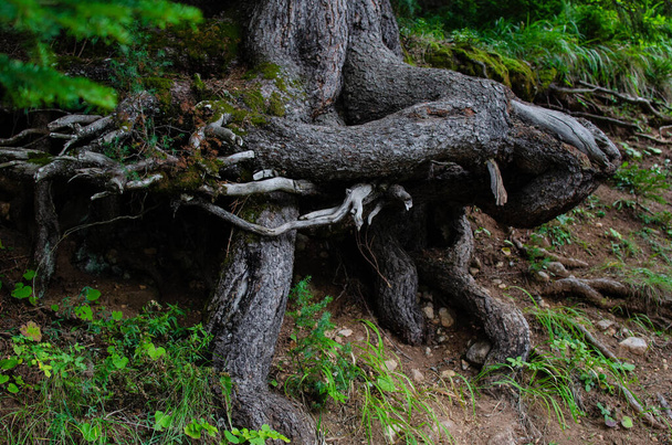 Raíces de pino incrustadas en un acantilado - Foto, Imagen