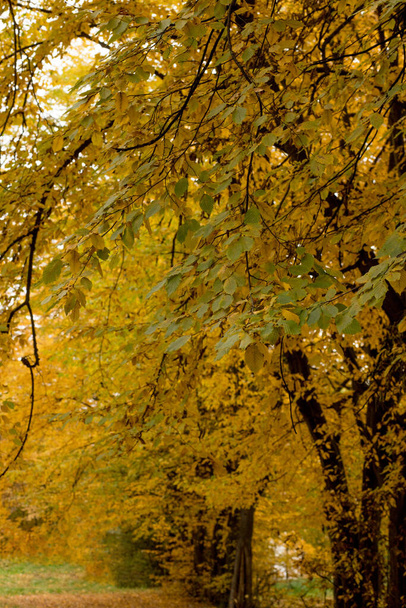 Autumn in the Park. Beautiful autumn calm nature landscape. Concept of beauty of autumn nature - Photo, Image