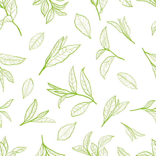 Seamless pattern with leaves  of a tea plant.Set of tea plant branches and leaves. Silhouettes of branches and leaves of a tea bush.Skcetch of tea leaves. - Vektor, kép