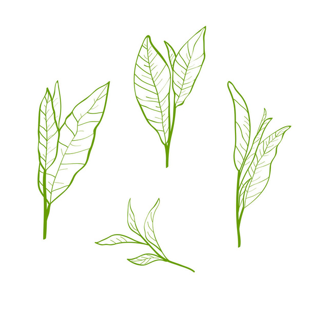 Set of tea plant branches and leaves.Silhouettes of branches and leaves of a tea bush.Skcetch of tea leaves. Botanical illustration. - Vector, Image