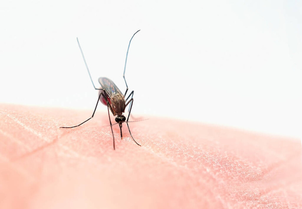 komar niebezpieczny złoczyńca niszczy życia.                              - Zdjęcie, obraz