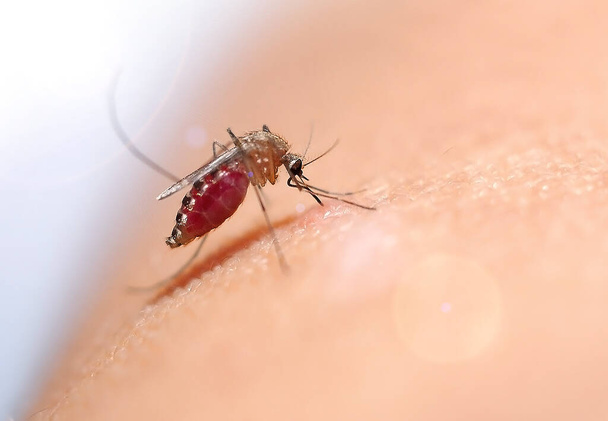Sivrisineğin insan derisi sika virüsüne kan emmesine yakın.                          - Fotoğraf, Görsel
