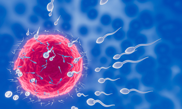 El esperma se dirige hacia el óvulo. Para hacer apareamiento humano. Un modelo de prefertilización entre un óvulo y un espermatozoide. Renderizado 3D - Foto, Imagen