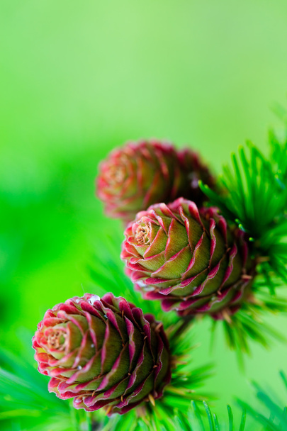 Larch branch with cones - Photo, Image
