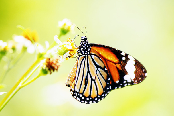 Pillangó - Fotó, kép