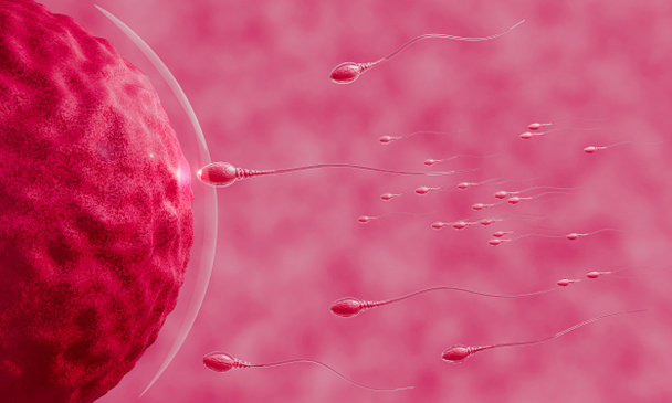 Das Sperma wird auf die Eizelle gerichtet. Menschliche Paarung. Ein Modell vor der Befruchtung zwischen einer Eizelle und einem Sperma. 3D-Rendering - Foto, Bild