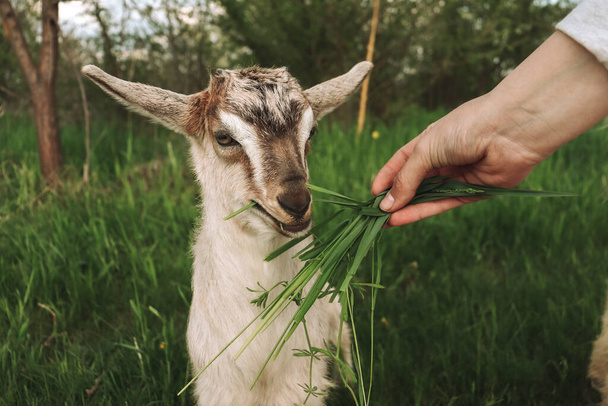 Enfant de chèvre dans une ferme du village. L'enfant nourrit la chèvre de la main. - Photo, image