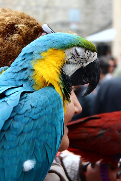 papoušek - Fotografie, Obrázek